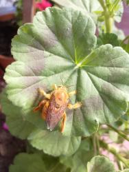 Foto Abeja Carpintera