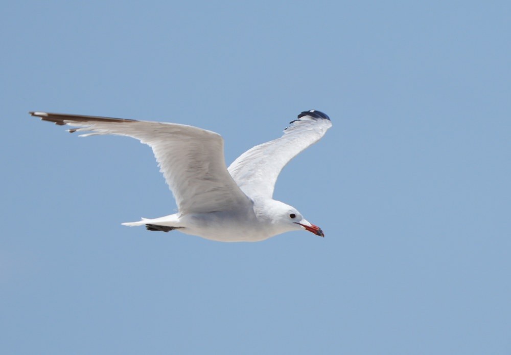Foto Gaviota de Audouin