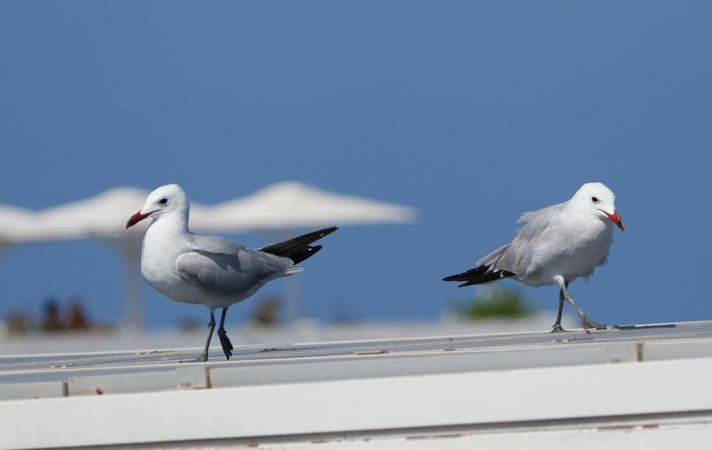 Foto Gaviota de Audouin