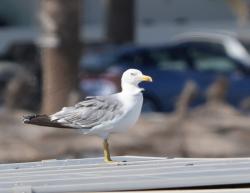 Foto Gaviota Patiamarilla