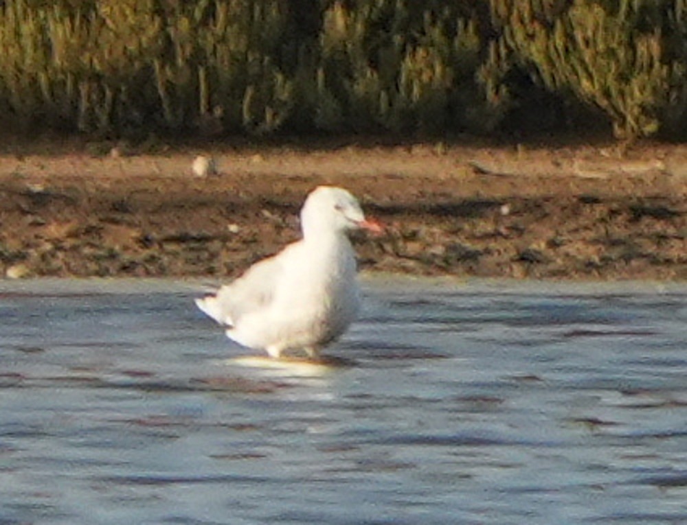 Photo Gaviota Picofina