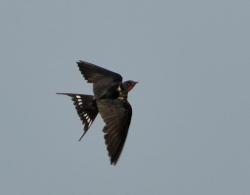 Foto Golondrina Tijerita