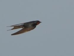 Foto Golondrina Tijerita