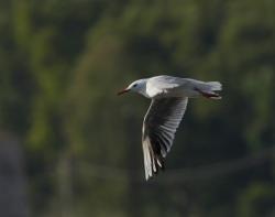 Foto Gaviota Patiamarilla
