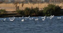 Foto Gaviota Patiamarilla