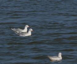 Foto Gaviota Patiamarilla