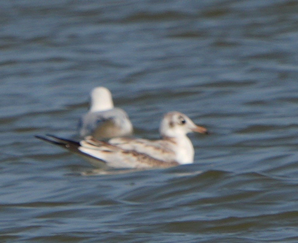 Photo Gaviota Cabecinegra
