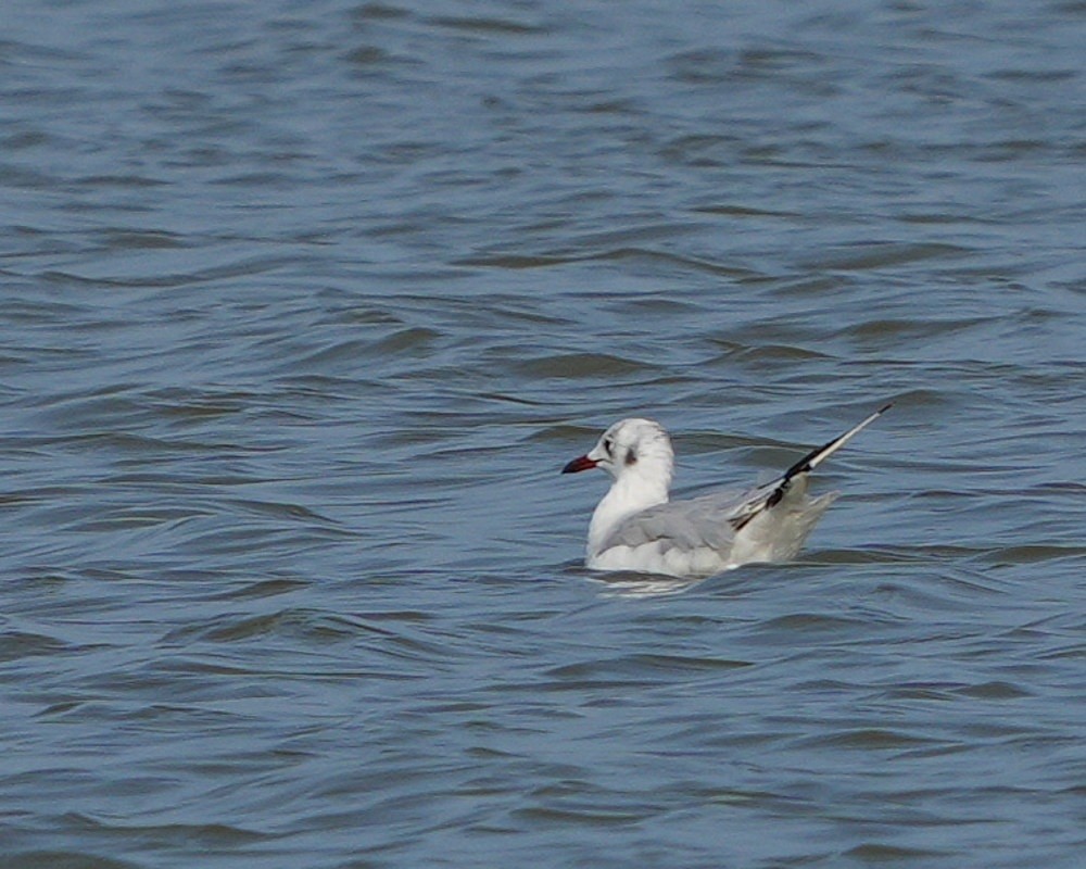 Photo Gaviota Cabecinegra