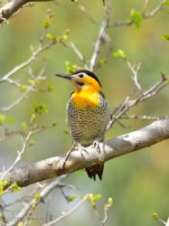 Foto Carpintero Campestre