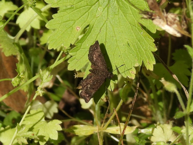 Staphylus&nbsp;sp.