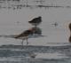 Calidris minuta