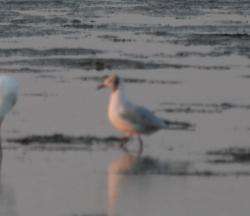 Foto Gaviota Reidora