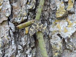 Foto Mariposa Leopardo