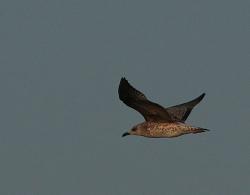 Foto Gaviota Patiamarilla
