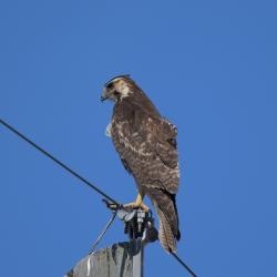Foto Aguilucho Común