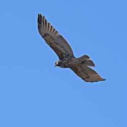 Foto Aguilucho Común