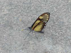 Foto Cristal Yungueña