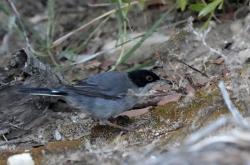 Foto Curruca Cabecinegra