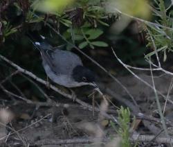 Foto Curruca Cabecinegra
