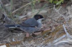 Foto Curruca Cabecinegra