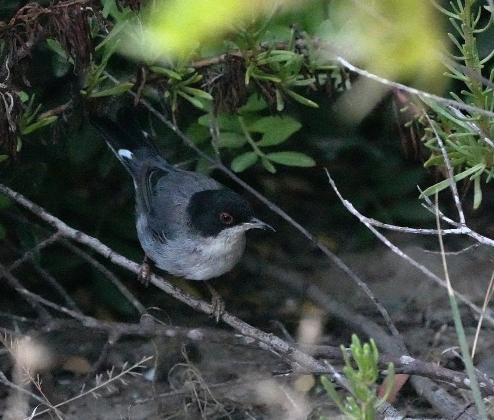 Photo Curruca Cabecinegra