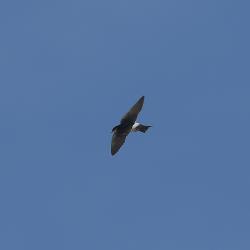 Foto Golondrina Ceja Blanca