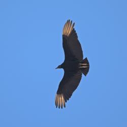 Foto Jote Cabeza Negra
