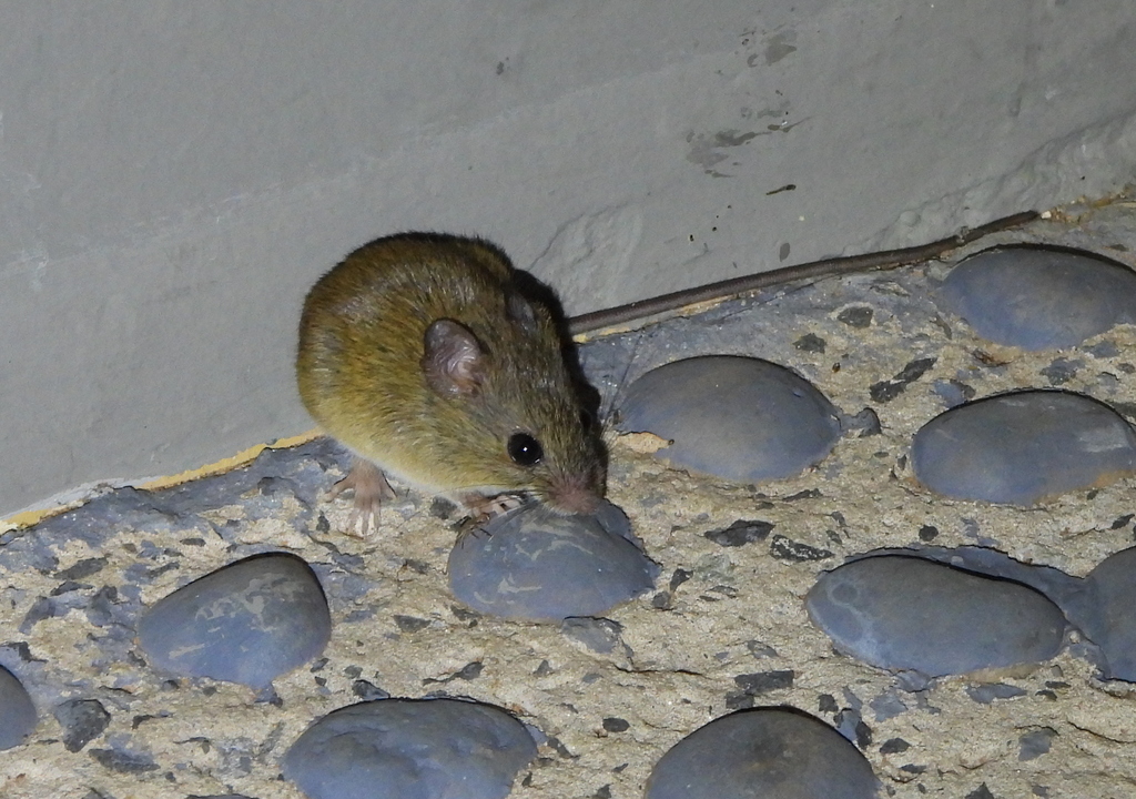 Oligoryzomys&nbsp;utiaritensis