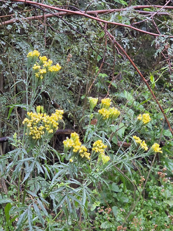  (Tagetes sp.)