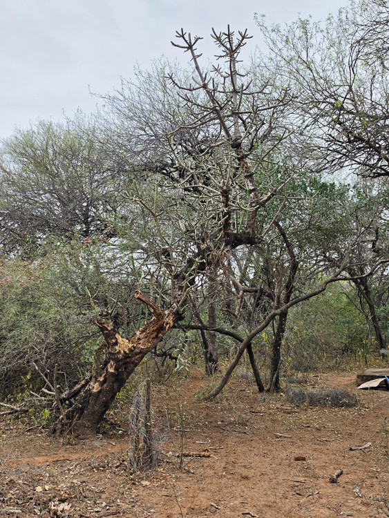 Quiabentia&nbsp;verticillata