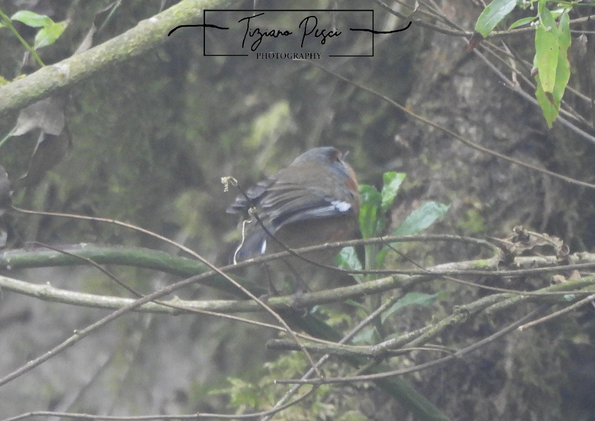 Foto Monterita Ceja Rojiza