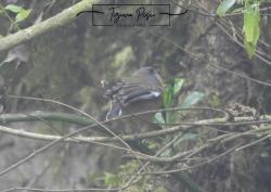 Foto Monterita Ceja Rojiza