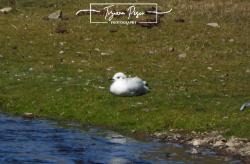 Foto Gaviota Andina