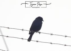 Foto Tordo Renegrido
