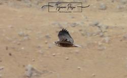Foto Aguilucho Común