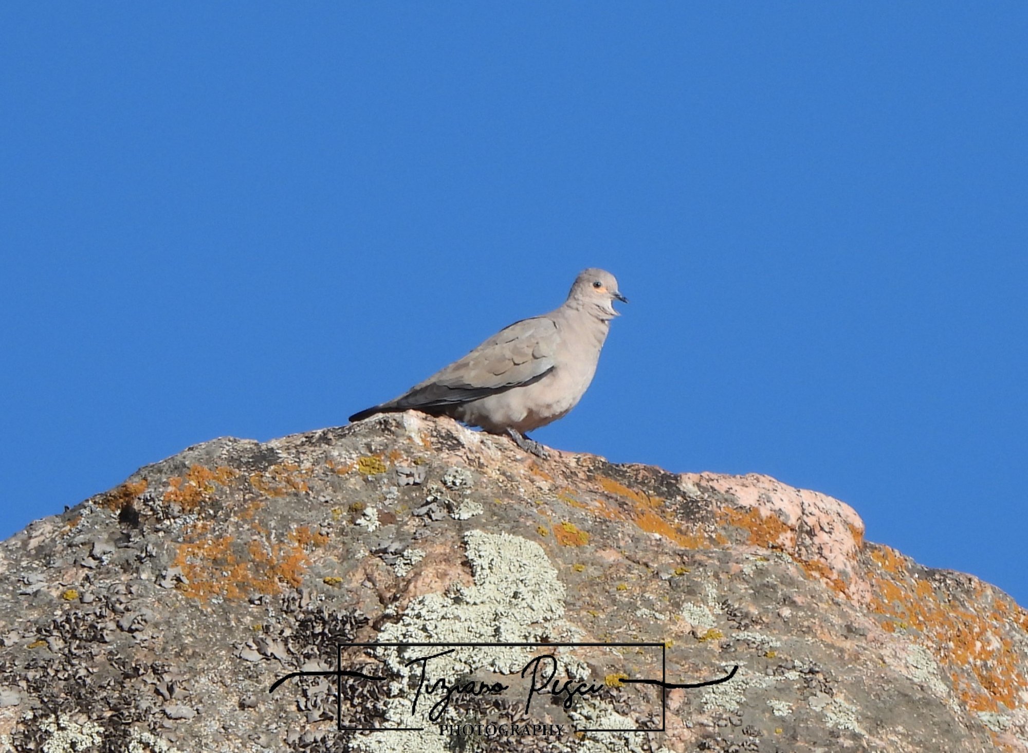 Foto Palomita Cordillerana