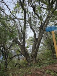Foto Guayacán