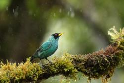 Foto Mielero Verde
