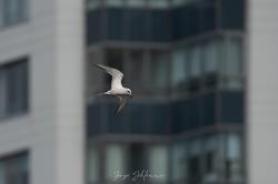 Foto Gaviotín Lagunero
