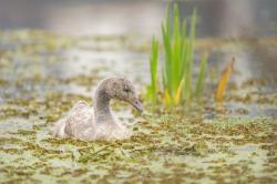 Foto Cisne Cuello Negro