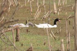Foto Cisne Cuello Negro