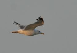 Foto Gaviota Patiamarilla