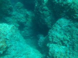 Spotted Porcupinefish (Diodon hystrix)