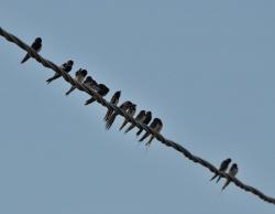 Foto Golondrina Tijerita