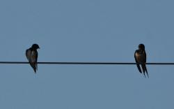 Foto Golondrina Tijerita