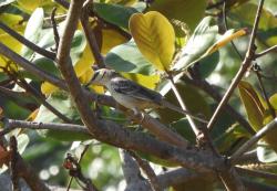 Foto Calandria Grande