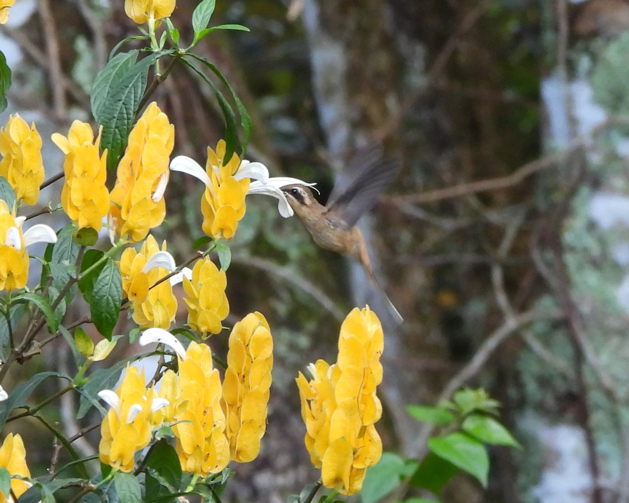 Foto Ermitaño Canela