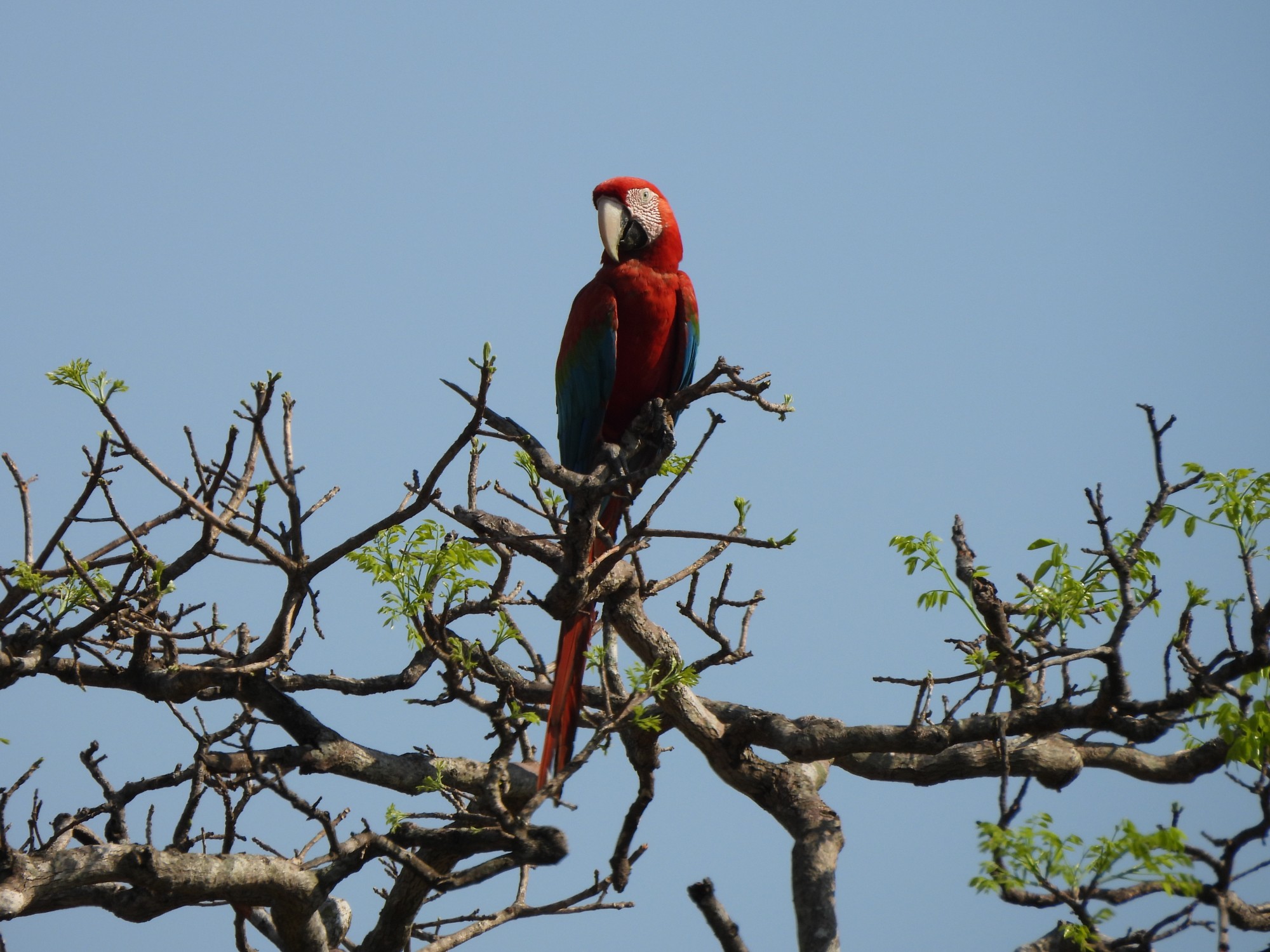Foto Guacamayo Rojo