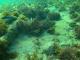 Thalassoma bifasciatum