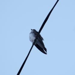 Foto Golondrina Parda